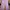 Casual Culotte Wanita purple photo 1