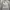 Adidas Casual Sweatshirt Pria gray photo 2