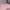 Vintage Wanita pink photo 3