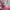 Kolon Sport Vintage Sportswear Vest Wanita pink photo 7