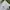 Dickies Skater Formal pants Pria khaki photo 4