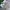 Dickies Skater Formal pants Pria khaki photo 3