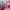 Polo Ralph Lauren Grunge Indie Polo shirt Pria pink photo 2