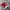 Puma Streetwear Sneakers Pria red photo 1