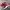 Puma Streetwear Sneakers Pria Red