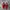 Puma Streetwear Sneakers Pria red photo 3