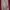 Sugar Cane Bomber jacket Pria red photo 5