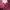 Crocodile Bomber jacket Wanita pink photo 3