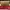Valentino Vintage Wallet Wanita khaki yellow photo 5