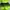 Nike Sportswear Short Wanita green black photo 5