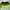 Nike Sportswear Short Wanita green black photo 1