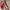 VANS Sportswear Casual Sneakers Pria red photo 3