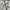 Lululemon Sportswear Mini skirt Wanita white photo 4
