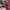 Puma Indie Casual Sneakers Wanita burgundy white photo 2