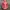 Issey Miyake Y2K Indie Blouse Wanita pink photo 1