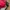 Pancoat Gorpcore Windbreaker Pria red photo 5