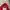 Pancoat Gorpcore Windbreaker Pria red photo 3