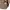 Uniqlo Casual Polo shirt Pria tan photo 4