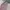 PleatsMe Coquette Casual Fur coat Wanita pink photo 3
