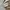 Lacoste Luxury Minimalist Polo shirt Pria gray photo 4