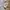 Lacoste Luxury Minimalist Polo shirt Pria gray photo 6