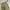 Uniqlo Streetwear Casual Casual pants Pria tan brown photo 8