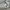 Columbia Streetwear Sportswear Sweater Pria gray photo 6