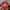 Vintage Streetwear Hat Pria red photo 6
