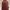 Michael Kors Luxury Backpack Wanita burgundy brown photo 1