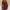 Michael Kors Luxury Backpack Wanita burgundy brown photo 3
