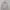 Made in USA Luxury Casual Windbreaker Wanita cream photo 1