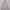 Made In USA Luxury Casual Windbreaker Wanita Cream