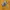 Eiger Sportswear Windbreaker Wanita yellow photo 4