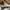 Dolce & Gabbana Casual Sneakers Wanita gold white photo 5