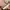 ZARA Coquette Minimalist Blouse Wanita pink photo 5