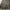 Goth Fairy Midi dress Wanita tan black photo 3