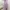 Fairy Coquette Midi dress Wanita purple pink photo 2