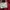 Lacoste Luxury Gorpcore Windbreaker Pria red photo 4