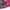 The North Face Gorpcore Puffer jacket Wanita pink photo 8