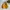 Kodak Vintage Bomber Jacket Pria Yellow