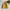 Kodak Vintage Bomber jacket Pria yellow photo 1