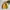 Kodak Vintage Bomber Jacket Pria Yellow