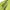 Fila Luxury Sportswear T-shirt Pria green black photo 2