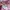 Vintage Casual Formal shirt Pria pink photo 4