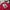 Grunge Indie Bomber jacket Pria red photo 7