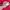 Adidas Casual Track jacket Pria pink photo 6