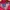 Adidas Casual Track jacket Pria pink photo 5