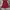 Nike Sportswear Short Pria red photo 3