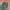 Alpha Industries Vintage Parka Pria green photo 5