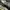 Adidas Indie Casual Sneakers Pria khaki cream photo 2